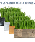 Cat Grass Kit With Rustic Black Wooden Planter, Organic Cat Grass Seeds And Soil, Easy To Grow Indoor Cat Grass For Hairball Prevention And Digestion Support, A Fresh Grow Kit Your Kitty Will Dig in four planter finishes