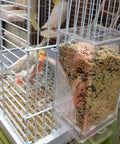 Top Tier No Mess Bird Feeder Set That Keeps The Cage Crisp Includes Cozy Perch And Crystal Clear Acrylic Hopper Ideal For Parakeets Lovebirds Canaries And Mynah Birds Squad in a birdcage with seeds.