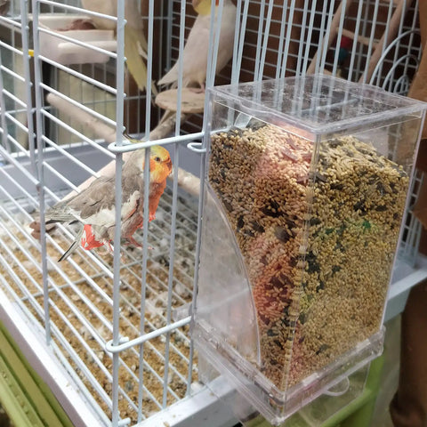 Top Tier No Mess Bird Feeder Set That Keeps The Cage Crisp Includes Cozy Perch And Crystal Clear Acrylic Hopper Ideal For Parakeets Lovebirds Canaries And Mynah Birds Squad in a birdcage with seeds.
