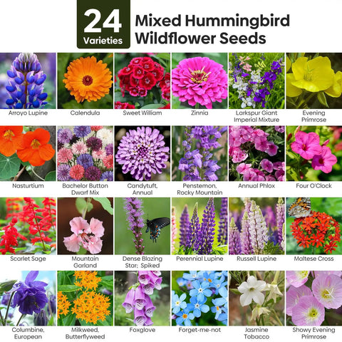 Backyard Friendly Wildflower Seed Mix For Outdoor Gardens With 24 Varieties Attracts Hummingbirds And Butterflies No Filler Fresh Germination Annual And Perennial Blend 1 Ounce Pack Resealable Bulk Seed Jar