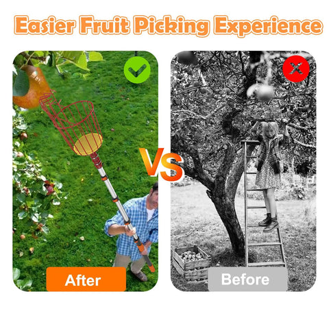 Comparison image of 36 Foot Reach Fruit Picker Pole with Basket Telescoping Extension for harvesting fruit versus traditional ladder use