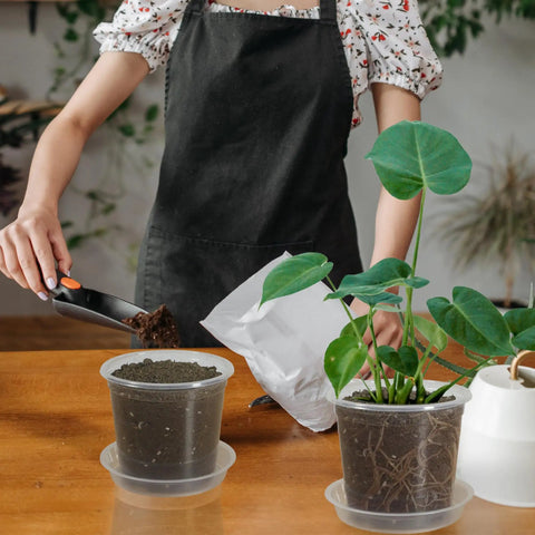 Woman filling clear 4 inch nursery pots with drainage and saucers, 20 pack transparent plant pots for seedlings and starters.