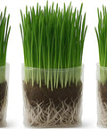 Organic Cat Grass Kit For Indoor Cats With Grow Bags, Seeds And Soil, Hairball Control, High Fiber Blend Of Wheat, Oat, Barley And Rye, Easy Grow System, 3 Pack showing three containers with green grass.