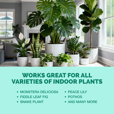Fuel Your Houseplants With This Complete Liquid Plant Food Promotes Lush Growth Dense Roots And Bright Foliage Super Simple Eight Ounce Mix displayed with indoor plants.