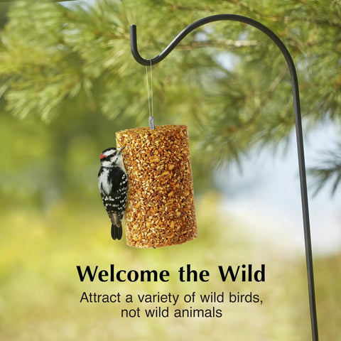 Hot Pepper Bird Seed Cylinder Two Pack Ready To Use No Fuss With Hanging Feeder Mount For Outdoor Wild Birds 1.76 Lb Each Squirrel Deterrent Spicy Formula Keeps Squirrels Away Without Harming Birds hung outdoors attracting a wild bird.