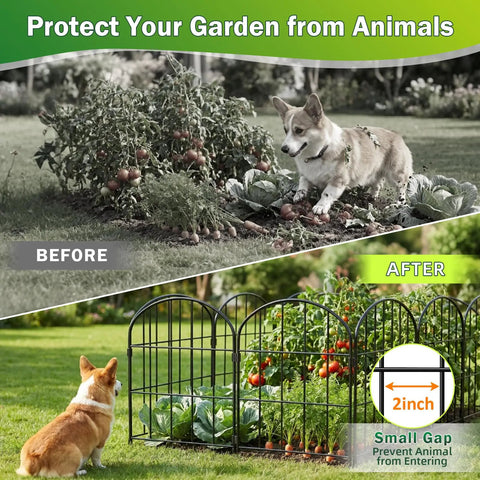 Before and after of garden protected by No Dig Garden Fence Panels, 24 Inch High By 13 Inch Wide, 10 Pack Rustproof Metal Wire Border.
