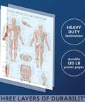Muscular system poster from Sixteen Pack Anatomy Posters Set Laminated 18 By 24 Inches with annotations and male diagram.