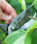 Heavy Duty 8 Inch Japanese Pruning Shears For Gardening cutting green branch, close-up of blade with Made In Japan marking