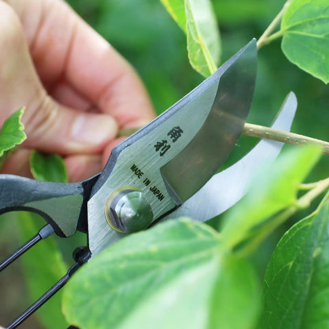 Heavy Duty 8 Inch Japanese Pruning Shears For Gardening cutting green branch, close-up of blade with Made In Japan marking