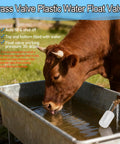 Cow drinking from trough with brass valve plastic water float valve, auto fill and shut off, 30-60PSI pressure regulation