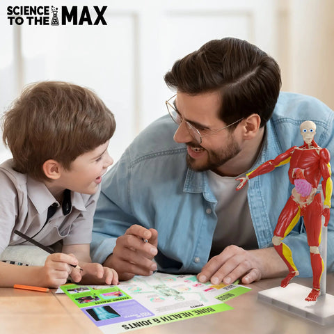 Father and son using Hands On Interactive Human Body Model With Fully Poseable Anatomy Figure 14 Inch Tall Anatomy Kit