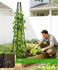 Man gardening with Obelisk Trellis for Climbing Plants, 63-inch steel plastic coated plant stake for vines in outdoor vegetable bed.
