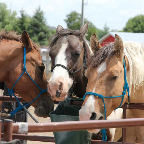 Three horses wearing Two Color Horse Rope Halters Set With 4 Knot Braided Nylon 0.31 Inch Thick Adjustable Training Halters
