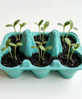 Two Pack Indoor Flower Grow Kit With Colorful Egg Cartons, Sunflower And Daisy Seeds, Eco Friendly Growing Medium, sprouts visible