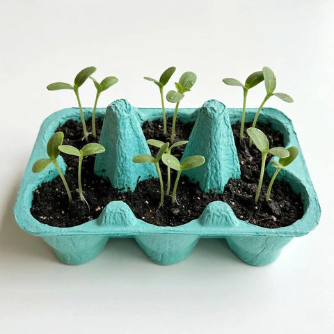 Two Pack Indoor Flower Grow Kit With Colorful Egg Cartons, Sunflower And Daisy Seeds, Eco Friendly Growing Medium, sprouts visible