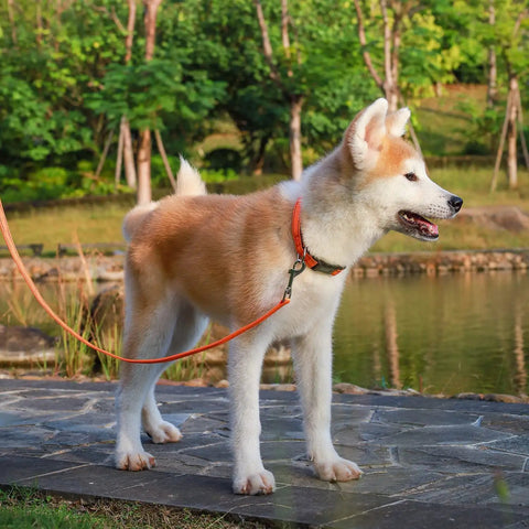 Dog on a leash standing by a pond in a park, surrounded by lush greenery.