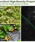 Before and after use of Heavy Duty Weed Barrier Fabric 3.2oz Polypropylene For Garden Beds And Landscape shown installed with strawberries.