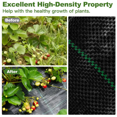Before and after use of Heavy Duty Weed Barrier Fabric 3.2oz Polypropylene For Garden Beds And Landscape shown installed with strawberries.