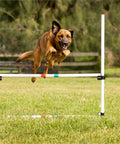 Dog jumping over bar from Dog Agility Jump Bars Set Of Four With Adjustable Heights And 36 Inch Wide Spacing, Durable Stands