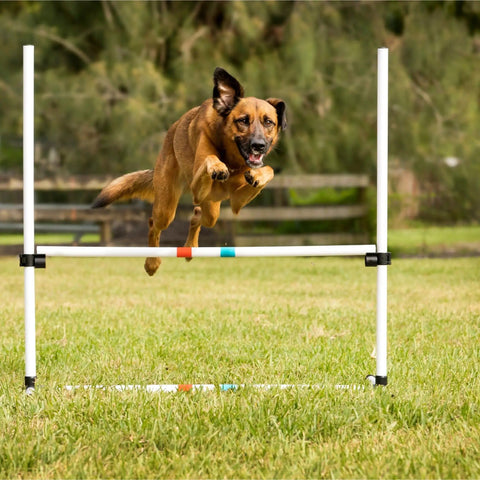 Dog jumping over bar from Dog Agility Jump Bars Set Of Four With Adjustable Heights And 36 Inch Wide Spacing, Durable Stands