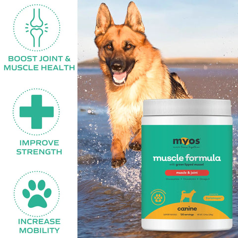 Dog Muscle And Joint Recovery Supplement With Fortetropin And Green Lipped Mussel For Faster Recovery Improved Mobility Joint Health Support Post Workout Recovery For Active Dogs 396 Gr with a dog running in water background