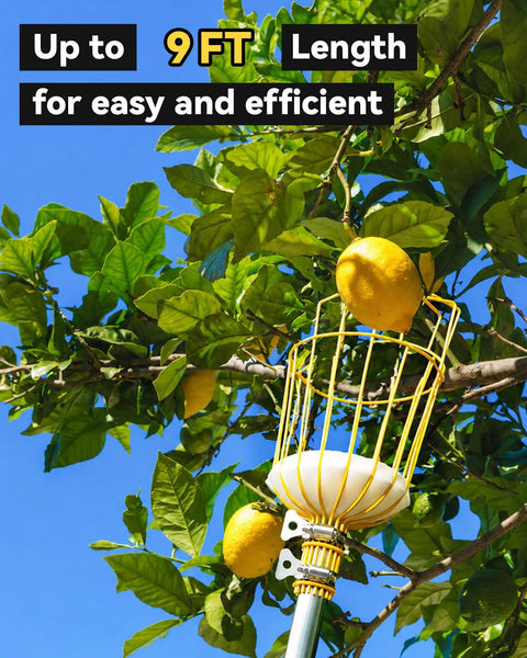 Adjustable 9 Foot Fruit Picker With Basket And Cushioned Landing Pad Long Handle Mango Grabber For Harvesting Apple Pear Orange Lemon Mango Avocado Peach Citrus Grapefruit Easy One Hand Use And Large Capacity, 9 ft pole picking lemons
