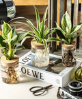Dope Glass Propagation Stations For Plants Desktop Flower Vases Set Of Four With Two Large And Two Small Vases For Plant Cuttings