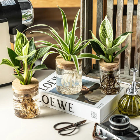 Dope Glass Propagation Stations For Plants Desktop Flower Vases Set Of Four With Two Large And Two Small Vases For Plant Cuttings