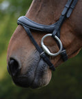 Close-up of horse wearing ComFiTec Vogue Anatomical Bridle With Ultra Soft Padding Headpiece, brown leather, curved nose piece.