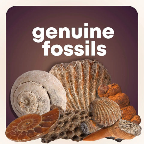 Awesome Kids Rock Collection Kit With 250 Plus Rocks Gemstones Crystals Fossils And Minerals Two Pounds Geology STEM Set For Learning Exploration And Hands On Science Gifts For Boys And Girls Ages Six And Up, genuine fossils