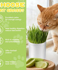 Cat eating from 4 Pack Cat Grass Seeds Kit For Indoor Cats Easy Grow Cat Grass Kit With Fast Germination Natural Hairball Control Safe Chewing Grass For Cats And Kittens Beginner Friendly Indoor Plant Snack Garden on windowsill