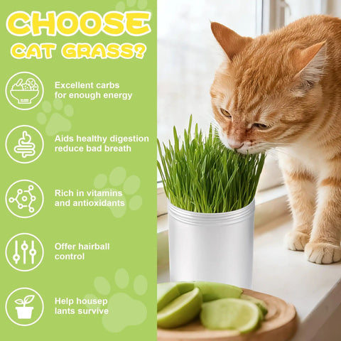 Cat eating from 4 Pack Cat Grass Seeds Kit For Indoor Cats Easy Grow Cat Grass Kit With Fast Germination Natural Hairball Control Safe Chewing Grass For Cats And Kittens Beginner Friendly Indoor Plant Snack Garden on windowsill