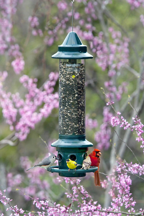Ultra Squirrel-Proof Bird Feeder With Cardinal Ring And Six Feeding Ports hanging from a tree, surrounded by birds.