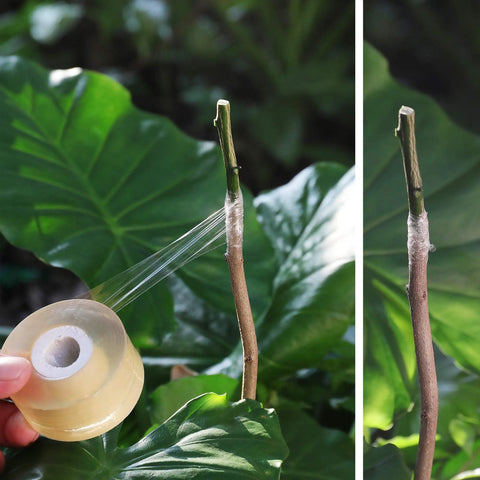 Grafting Tape For Fruit Trees, 3 Pack Stretchable Floristry Film in 3 Colors shown applied to plant for healing and gas exchange.