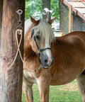Stainless Steel Horse Tie Ring Kit With Magnetic Fastening System securing a horse at a wooden post outdoors.