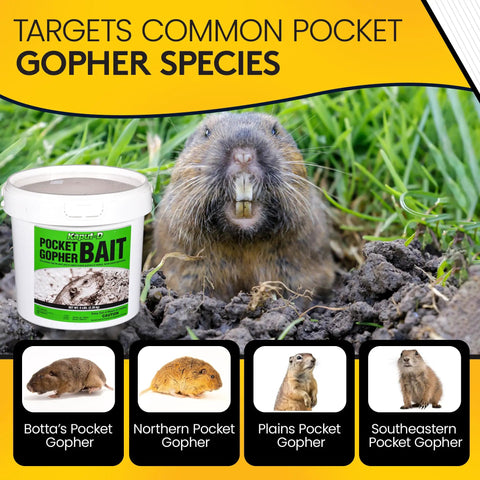Pocket Gopher Bait Ready To Use Wheat Grains For Real World Rodent Control At Home And On Farms Yard Lawns Turf And Crops Diphacinone Formula For Lawns Turf And Gardens 5 Pounds, highlighting targeted pocket gopher species.