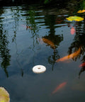 Organic Mosquito Dunk Larvicide Outdoor Pond And Bird Bath Bug Stopper floating in koi pond with fish swimming around.