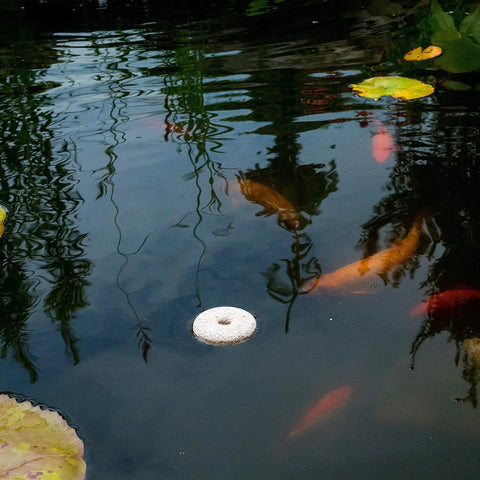 Organic Mosquito Dunk Larvicide Outdoor Pond And Bird Bath Bug Stopper floating in koi pond with fish swimming around.