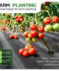 Heavy Duty Weed Barrier Fabric 4 Ft By 300 Ft Ground Cover in use under tomato plants, showing woven permeable and breathable fabric.