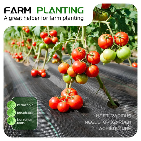 Heavy Duty Weed Barrier Fabric 4 Ft By 300 Ft Ground Cover in use under tomato plants, showing woven permeable and breathable fabric.