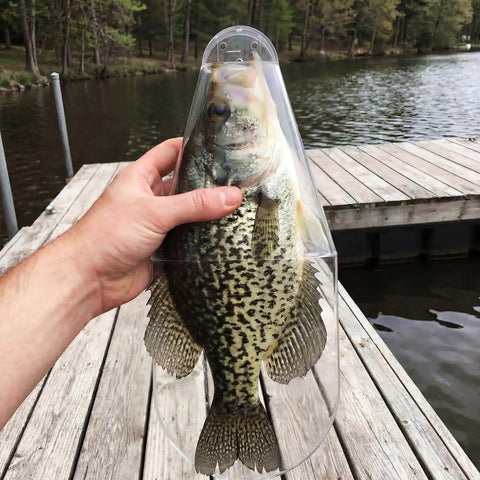 Angler using Two Pack Crappie Fish Measurers With 12 Inch Capacity Quick And Easy Length Checker Boards For Crappie Fishing.