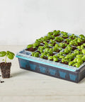 36 Cell Reusable Seed Starter Tray For Easy Indoor Seed Starting Of Vegetables Flowers And Herbs With No Fuss Pop Out Cells Germination Kit shown with seedlings.