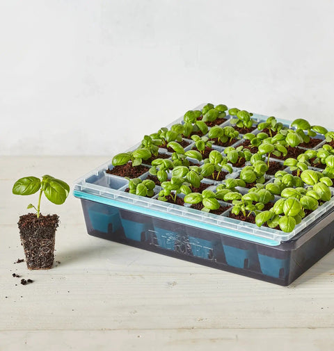 36 Cell Reusable Seed Starter Tray For Easy Indoor Seed Starting Of Vegetables Flowers And Herbs With No Fuss Pop Out Cells Germination Kit shown with seedlings.