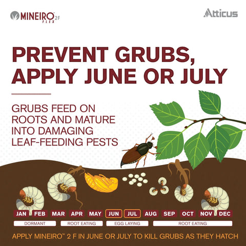 Infographic showing grub life cycle and Mineiro 2F Flex systemic insecticide application recommendation for pest control.