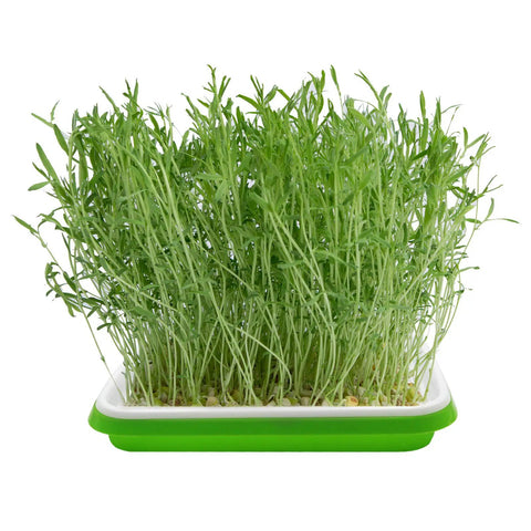 Five Layer Seed Starter Kit With Clear Lid No Tool Needed Stainless Steel Shelf And Soil Free Germination Trays for microgreens.