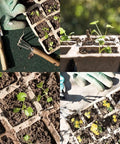 144 Cell Seed Tray Set With 12 Packs Biodegradable Seedling Pots, 100 White Labels And 2 Transplanters in use with seedlings