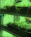 11W Wide Angle LED Green Grow Room Bulb illuminating indoor plants in a grow tent, showcasing energy-saving garden setup.