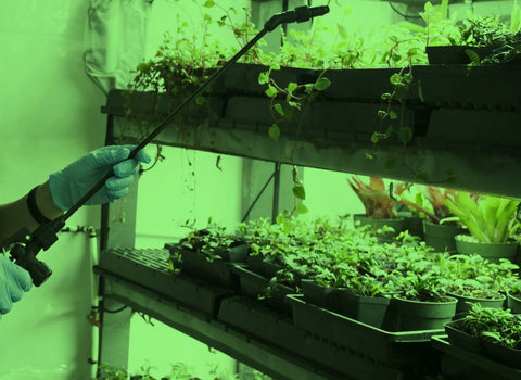 11W Wide Angle LED Green Grow Room Bulb illuminating indoor plants in a grow tent, showcasing energy-saving garden setup.