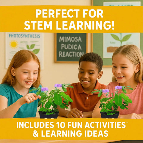 Children interacting with Touch Me Plant Seeds Indoor 2 Pack That Close Leaves When Touched Easy Indoor Houseplant Seeds Fun Educational Garden Kit For Kids And Adults Watch Leaves Close For Instant Visual Fun, engaged in STEM learning activities.