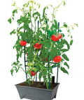 Start Pickin Raised Bed Grow Box With Self Watering And Enhanced Aeration Mobile Starter Box For Small Herb Gardens with tomatoes